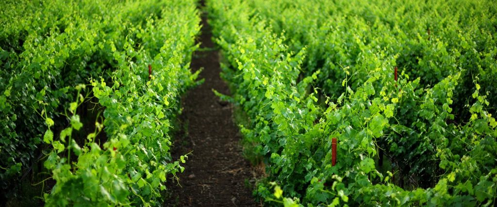Vineyard