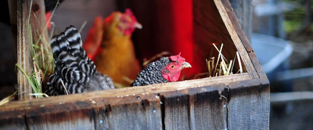 Chicken coop