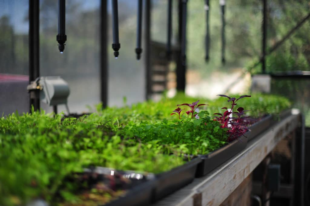 Greenhouse