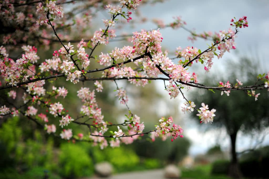Blossoms